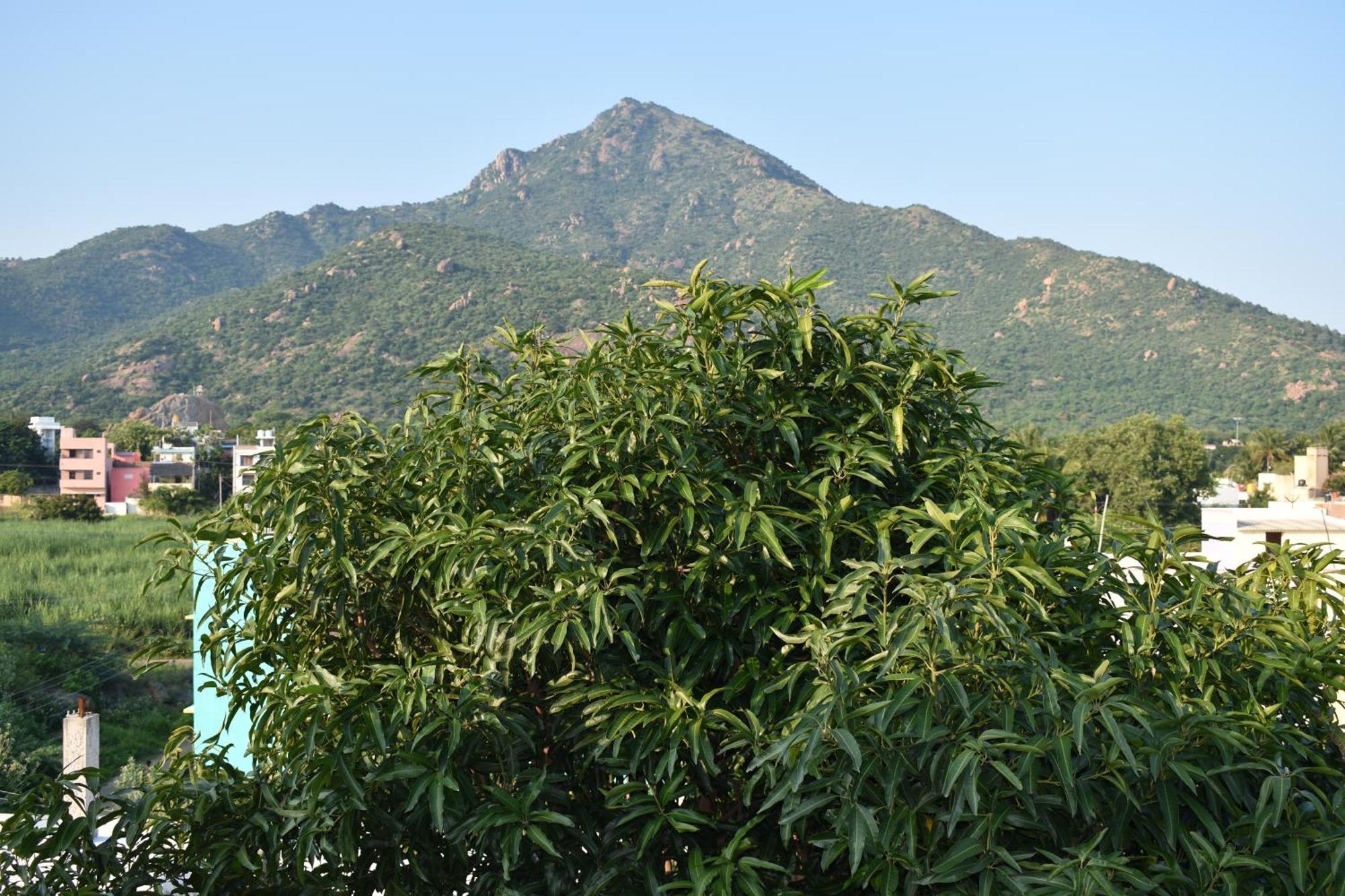 Rainbow Guest House Tiruvannamalai Bagian luar foto